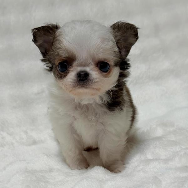 Puppy