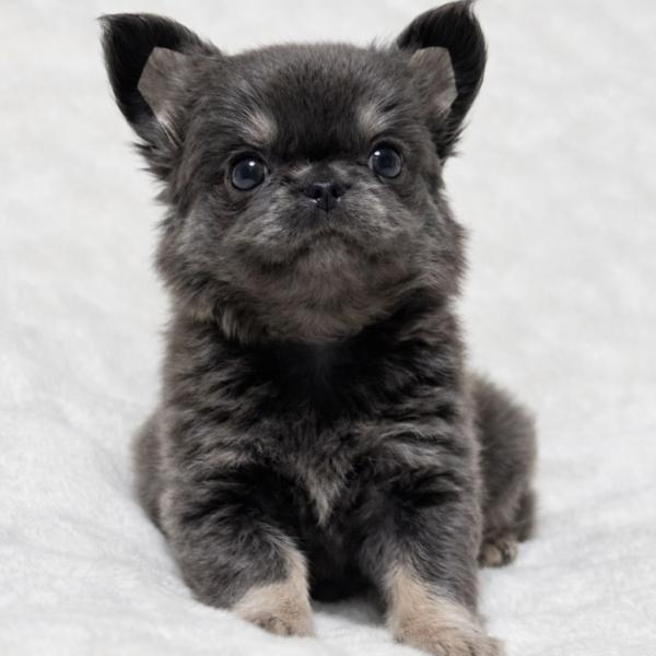 Puppy