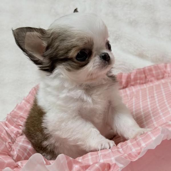 Puppy