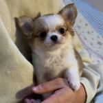 Puppy