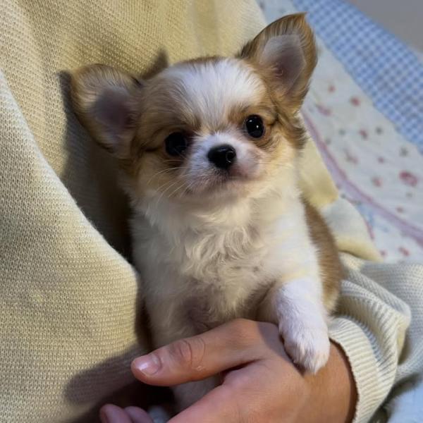 Puppy
