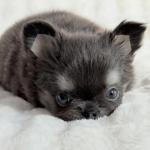 Puppy