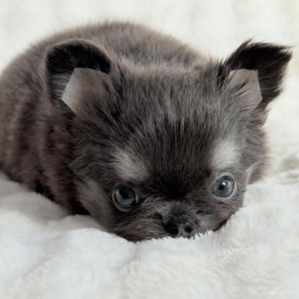 Puppy