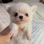 Puppy