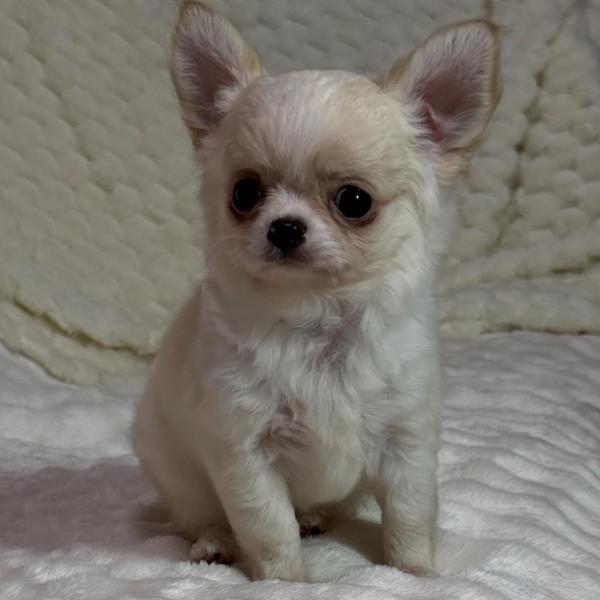 Puppy