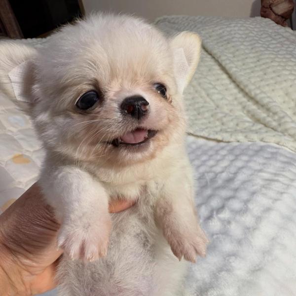 Puppy