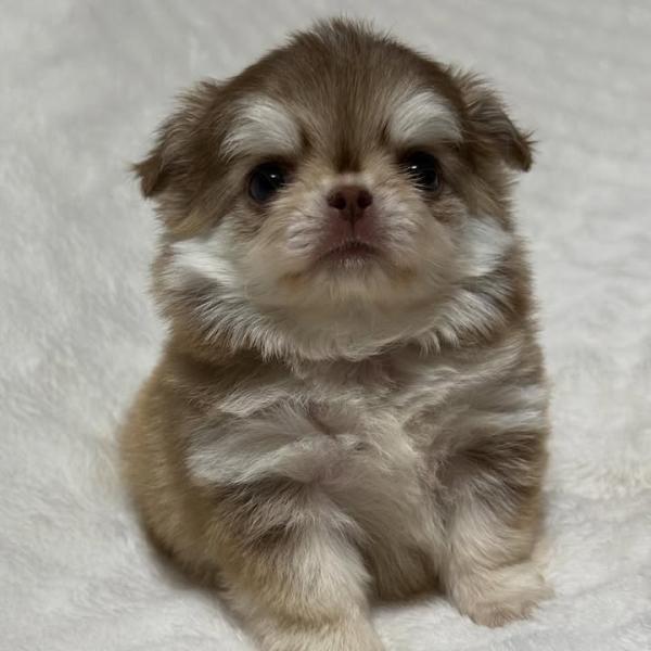 Puppy
