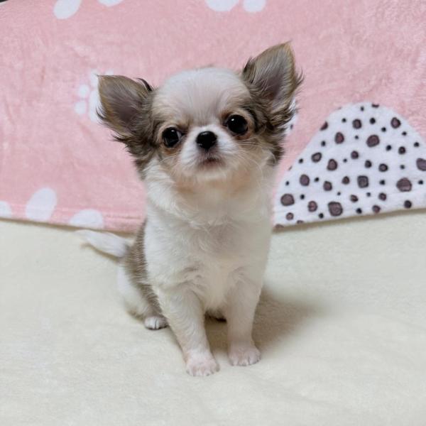 Puppy