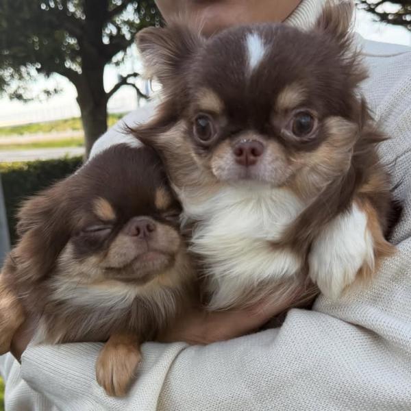 Puppy