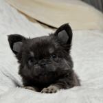 Puppy