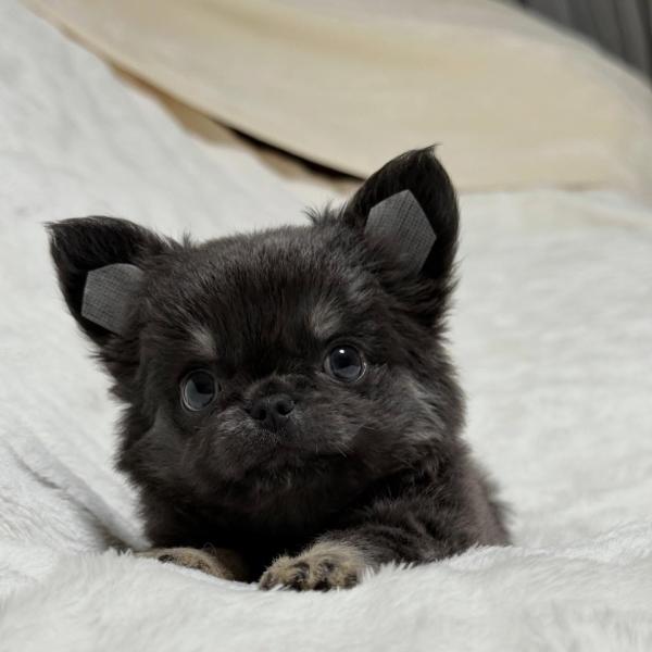 Puppy