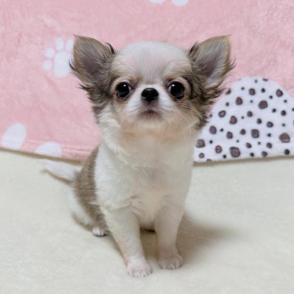 Puppy