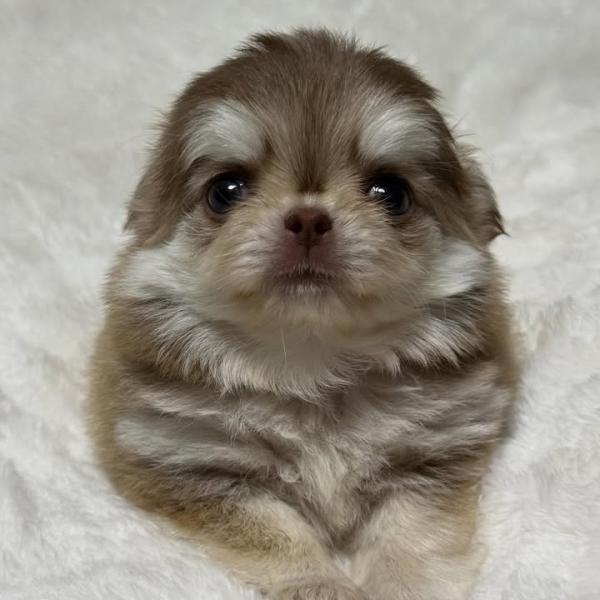 Puppy