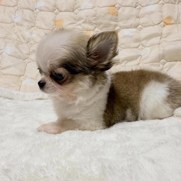 Puppy