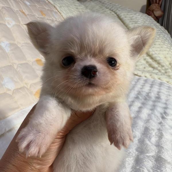 Puppy