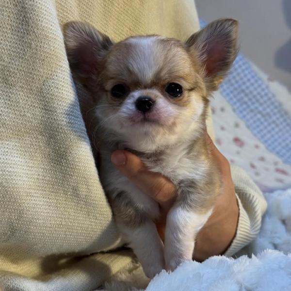 Puppy