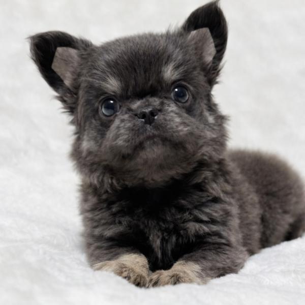 Puppy