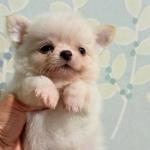 Puppy