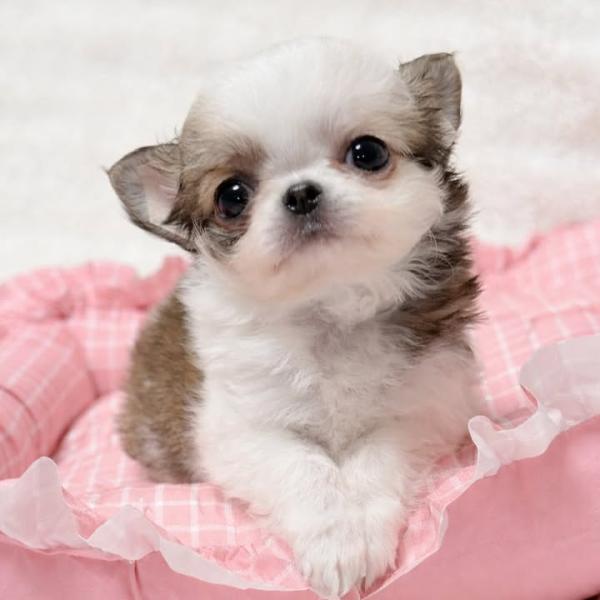 Puppy