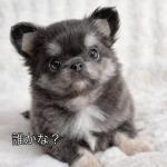 Puppy