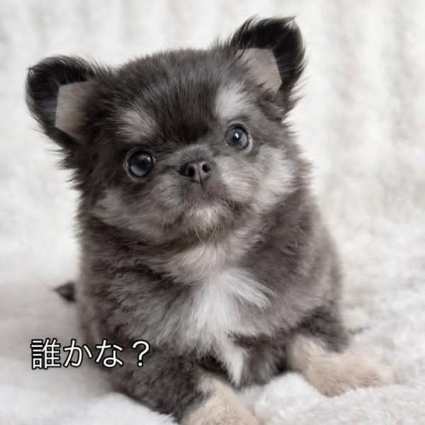 Puppy