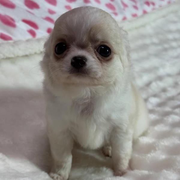 Puppy