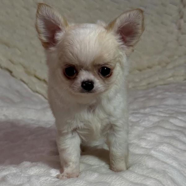 Puppy