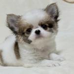 Puppy