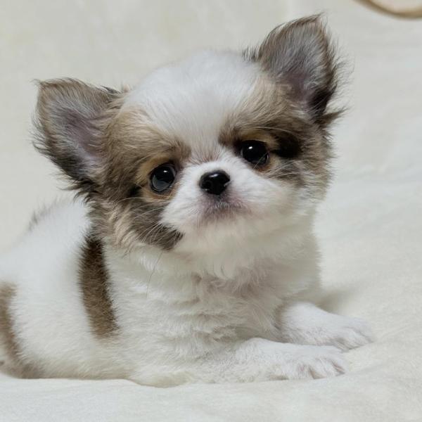Puppy