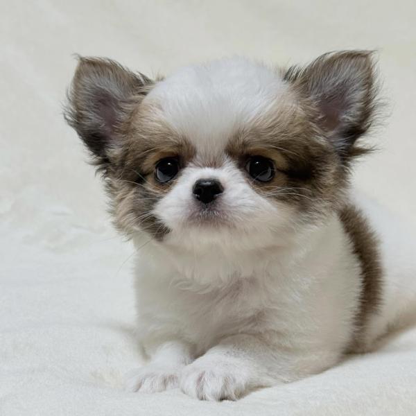 Puppy