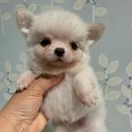 Puppy