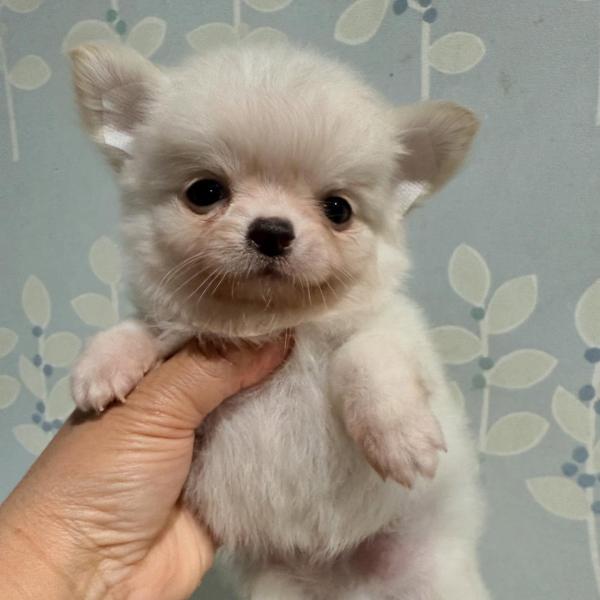 Puppy