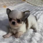 Puppy