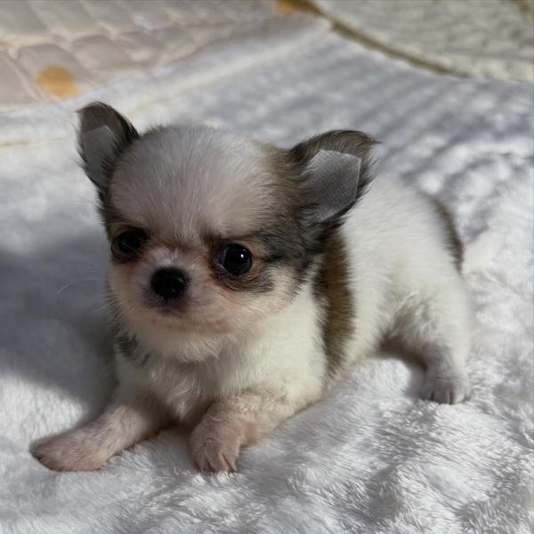 Puppy