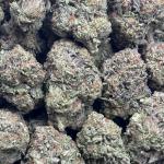 GORILLA KING (GK50)