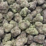 Higher Horse (H1) 2X