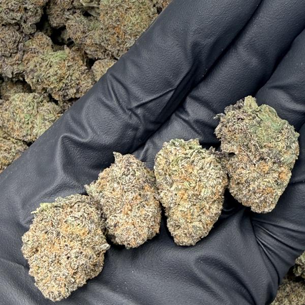 Ghost Busterz (GB81)