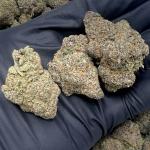 Candy Apple (CAS-90)