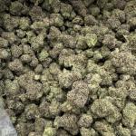 White Widow