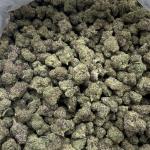 Sour Diesel