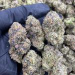 PURPLE CHERRIES