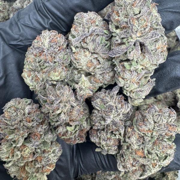 Gelato 41