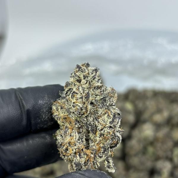 WHITE TRUFFLE 🔥💨