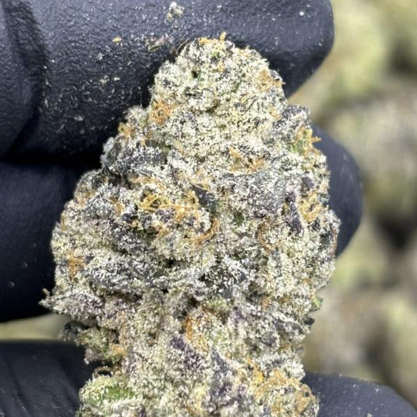 Blue Suede Ribbons 🔥