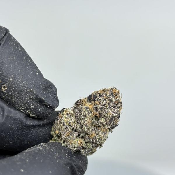 Mango Moonshine 🥭