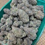 🦍GORILLA SKUNK 🦨