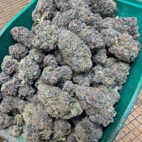 🦍GORILLA SKUNK 🦨