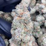 GARLIC X GORILLA GLUE