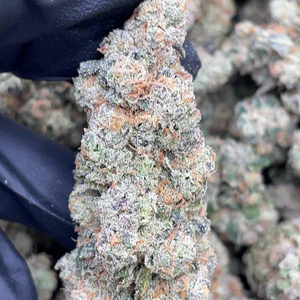 GARLIC X GORILLA GLUE