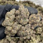 White Cherry Mimosa indoors